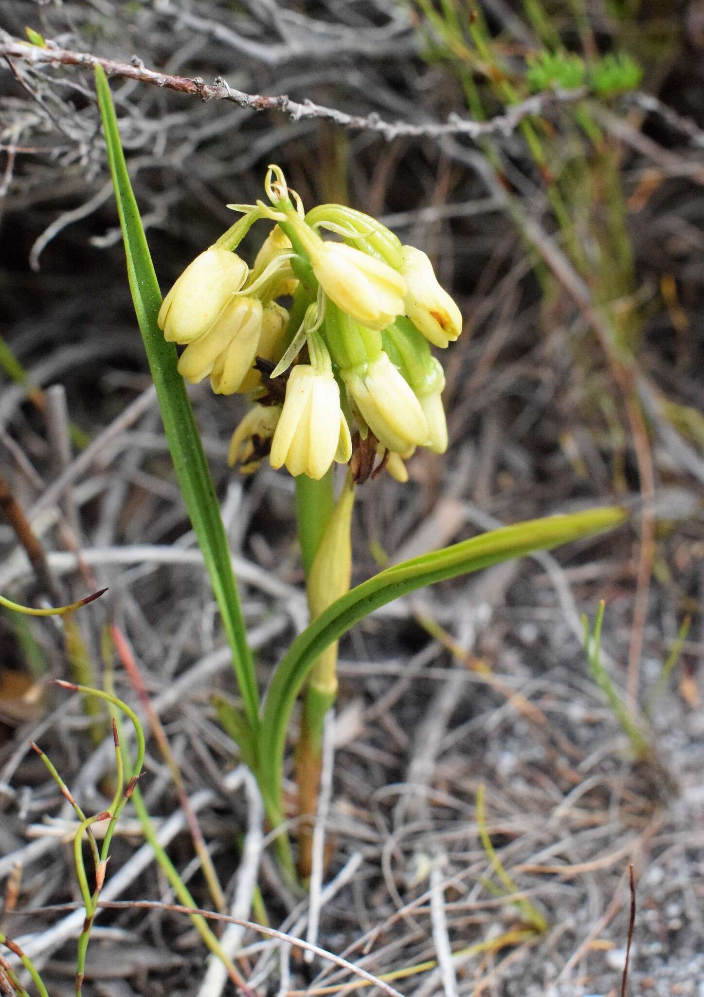 Image of Eulophia aculeata (L. fil.) Spreng.