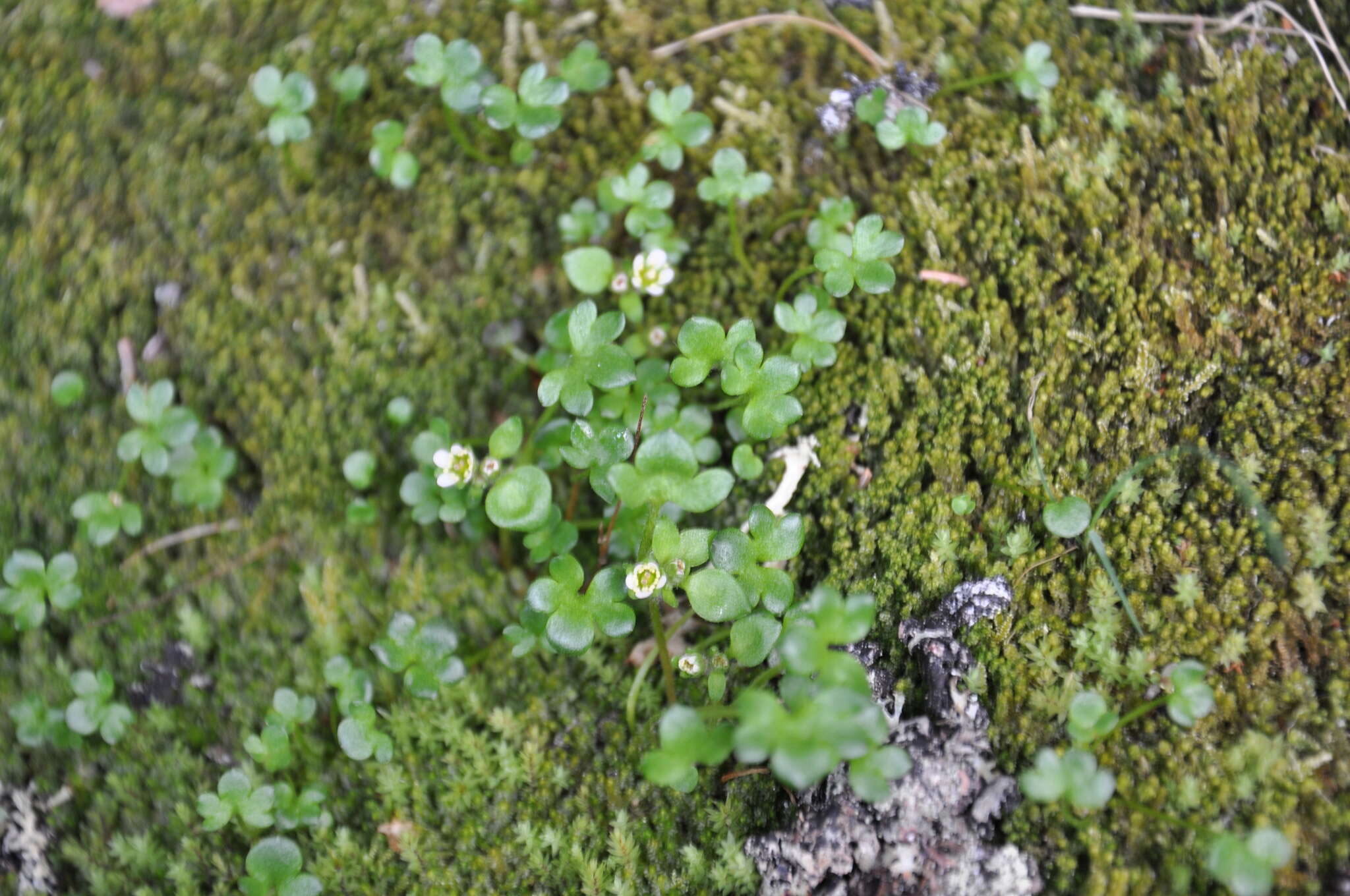 Image of weak saxifrage