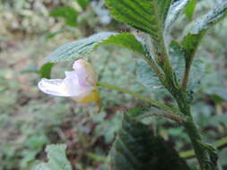 Impatiens burtonii Hook. fil. resmi