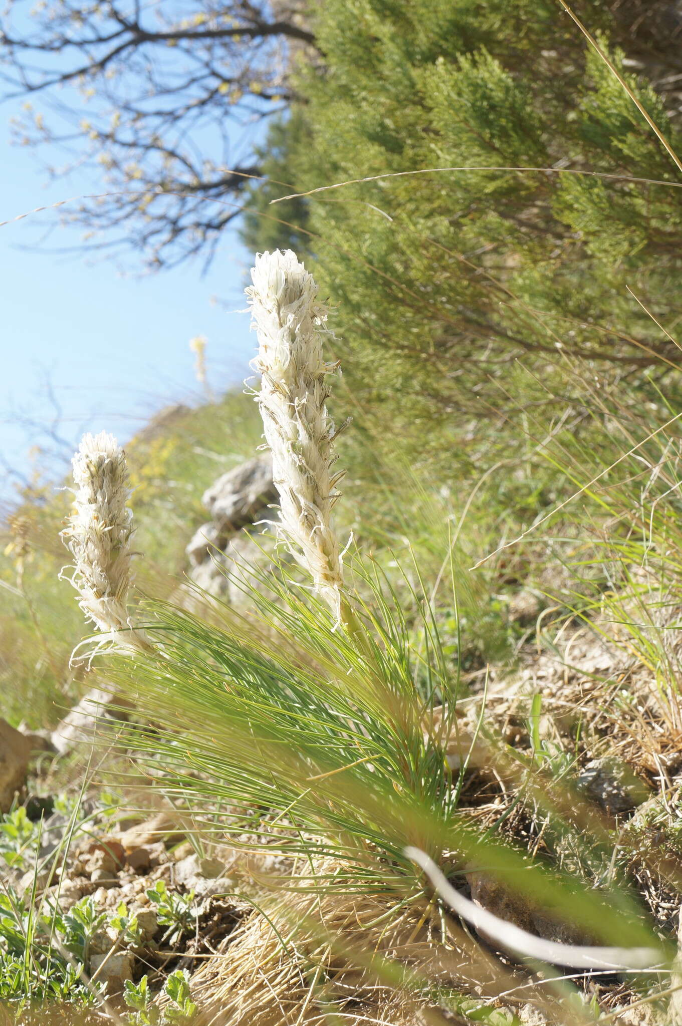 Image of Asphodeline taurica (Pall. ex M. Bieb.) Endl.