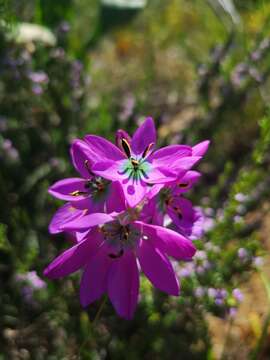 Image of Ixia atrandra Goldblatt & J. C. Manning