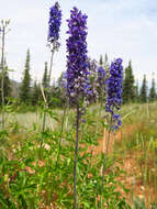 Imagem de Delphinium occidentale S. Wats. ex Coult.