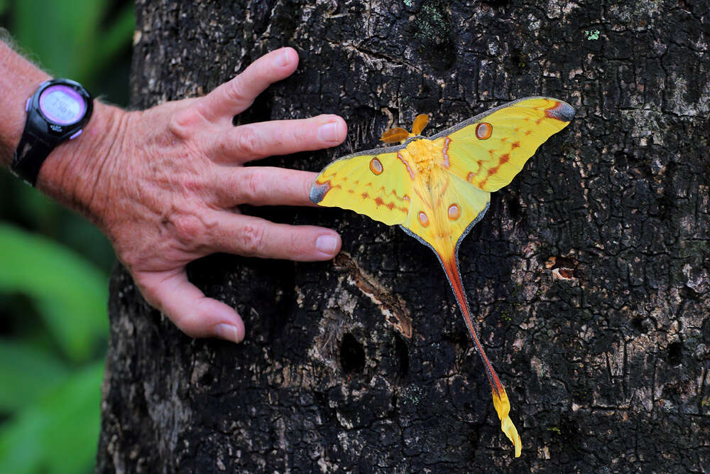 Image of comet moth