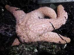 Image of Giant Pink Sea Star