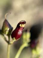 Imagem de Scrophularia atrata Pennell