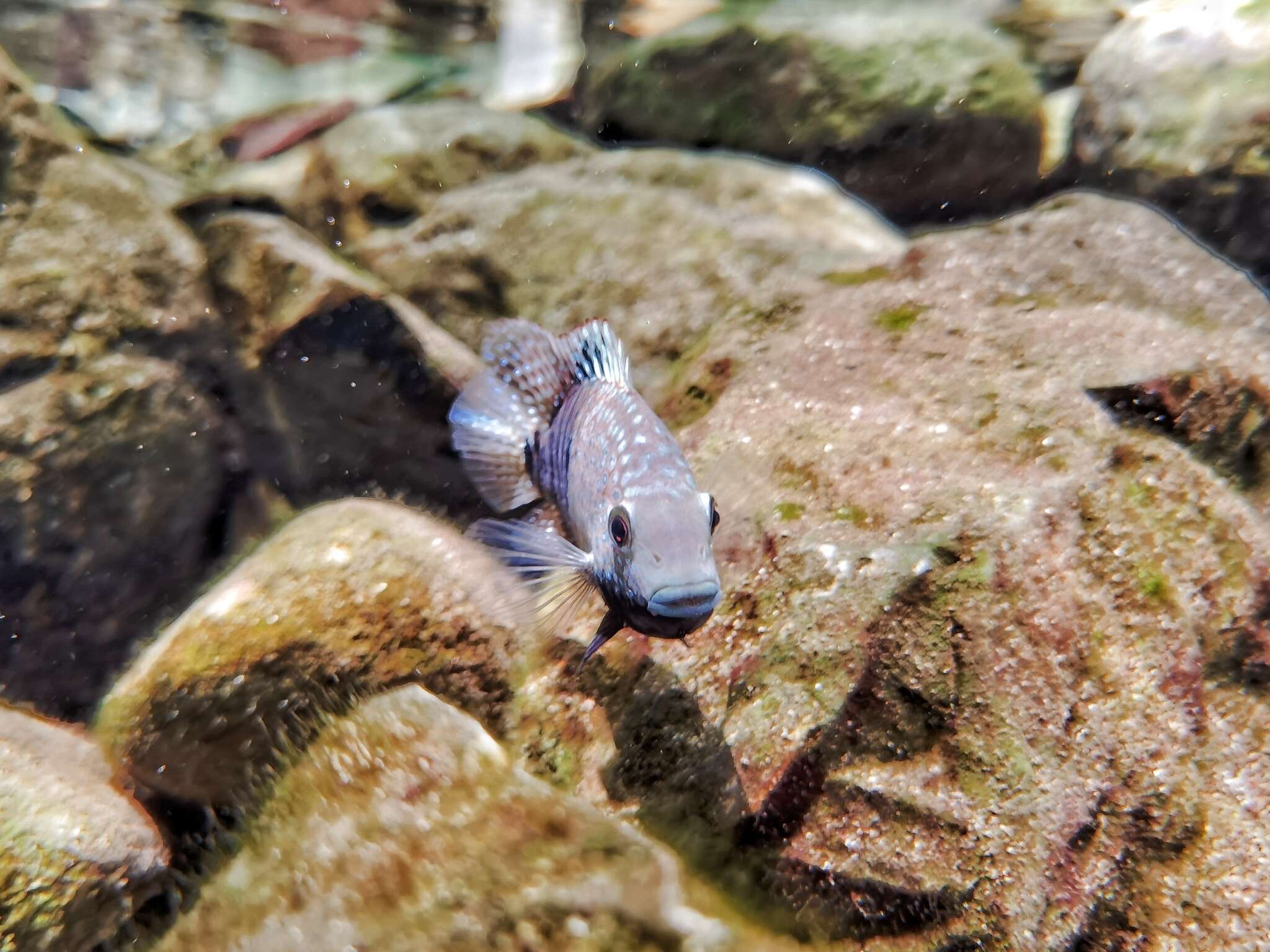 Image of Lowland cichlid