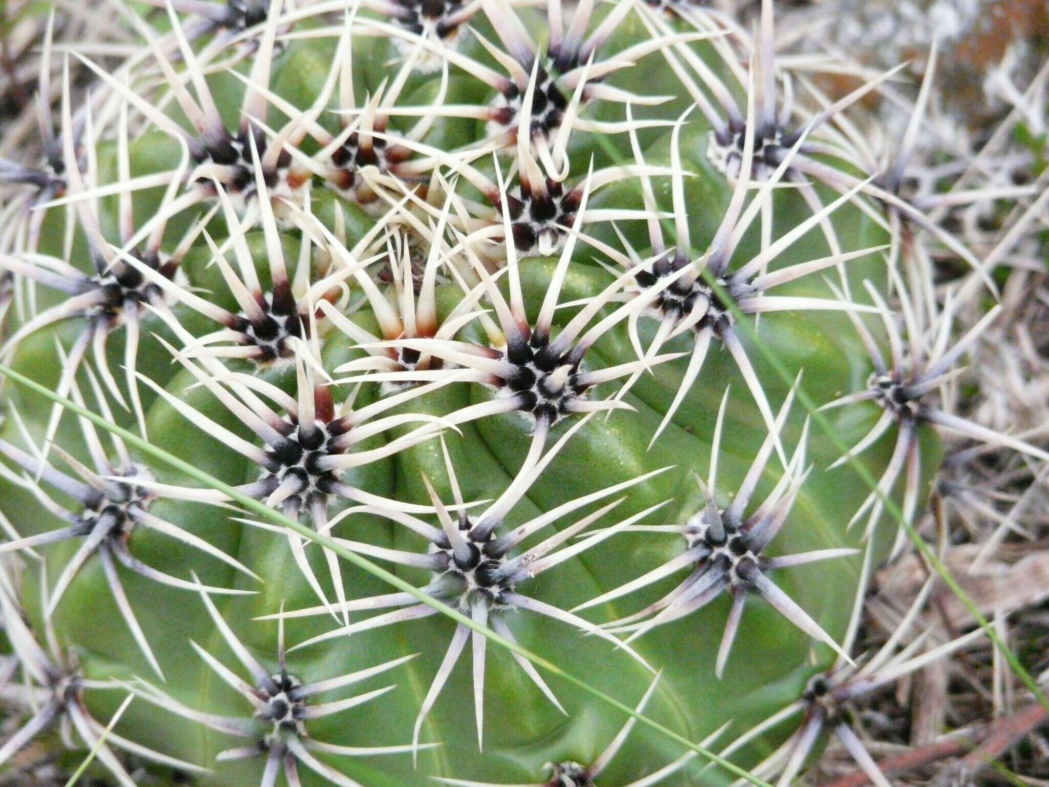 Image of Gymnocalycium monvillei subsp. achirasense (H. Till & Schatzl) H. Till