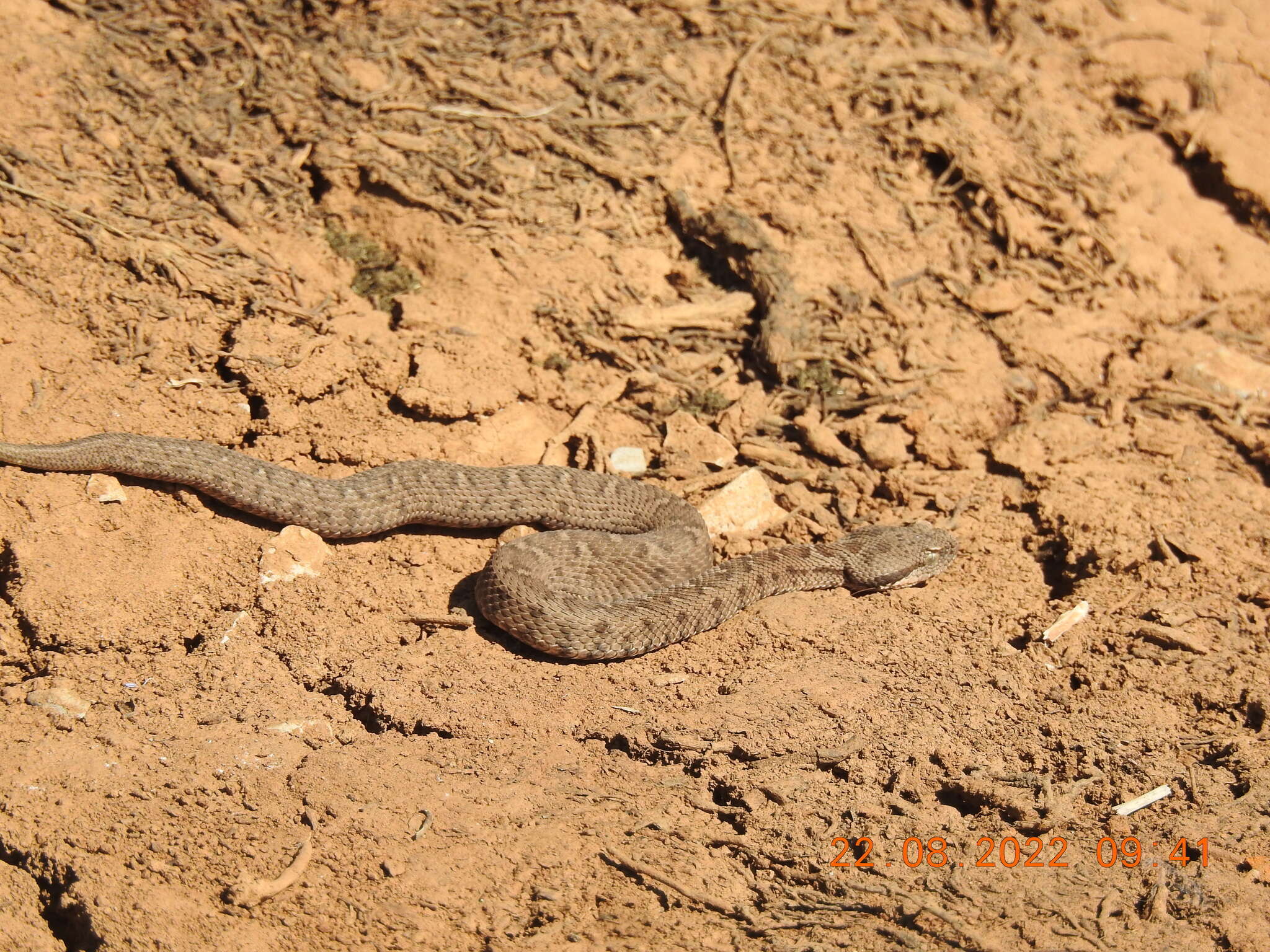 Image of Lebanon Viper