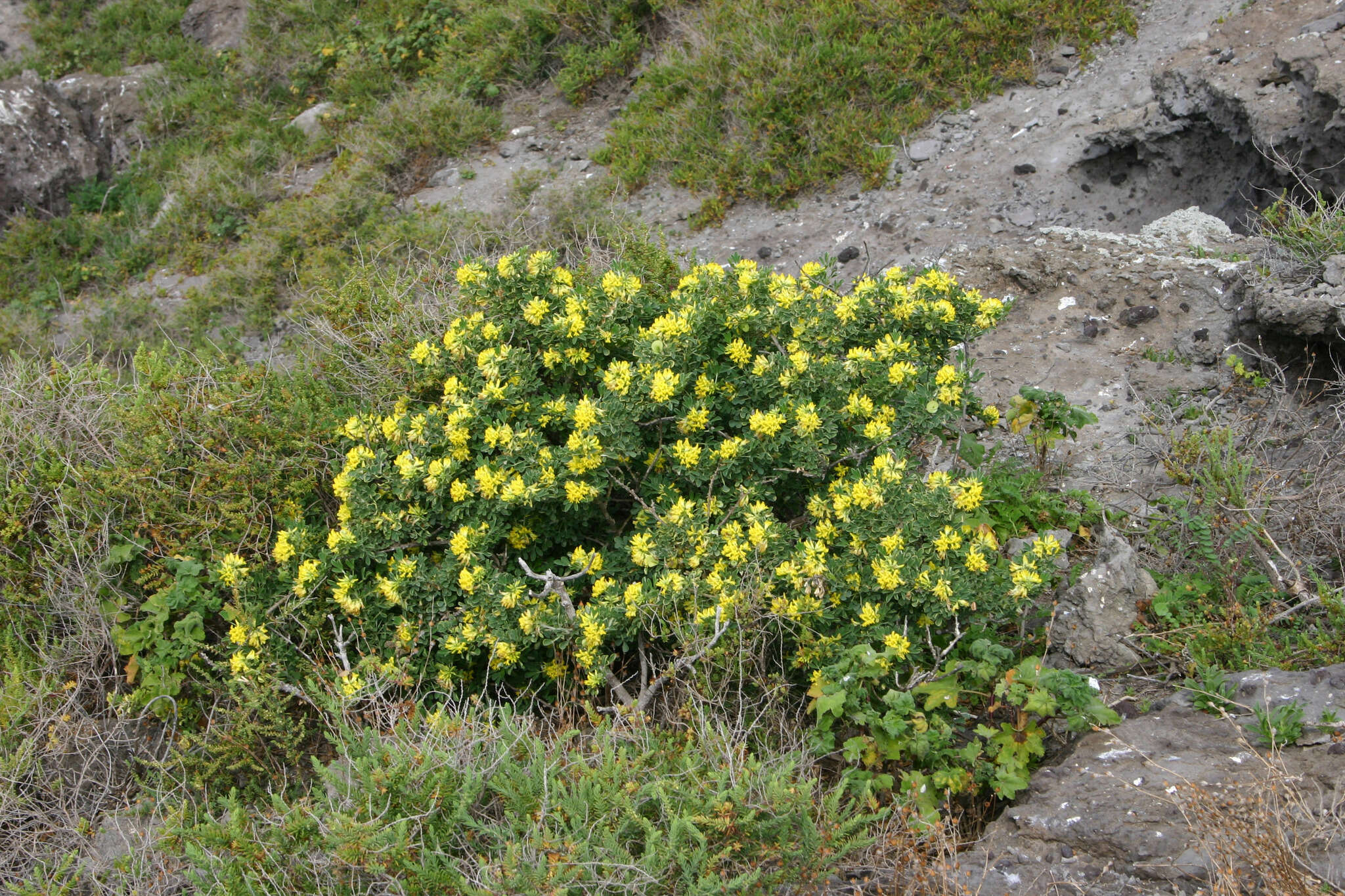 Image of moon trefoil