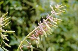 Imagem de Cavendishia grandifolia Herold