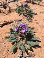 Image of Pope's phacelia