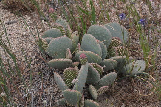 صورة Opuntia basilaris var. basilaris