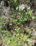 Image of Indigofera heterophylla Thunb.