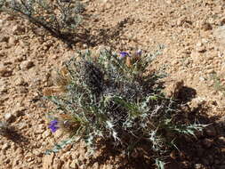 Image of Acanthopsis horrida (Nees) Nees