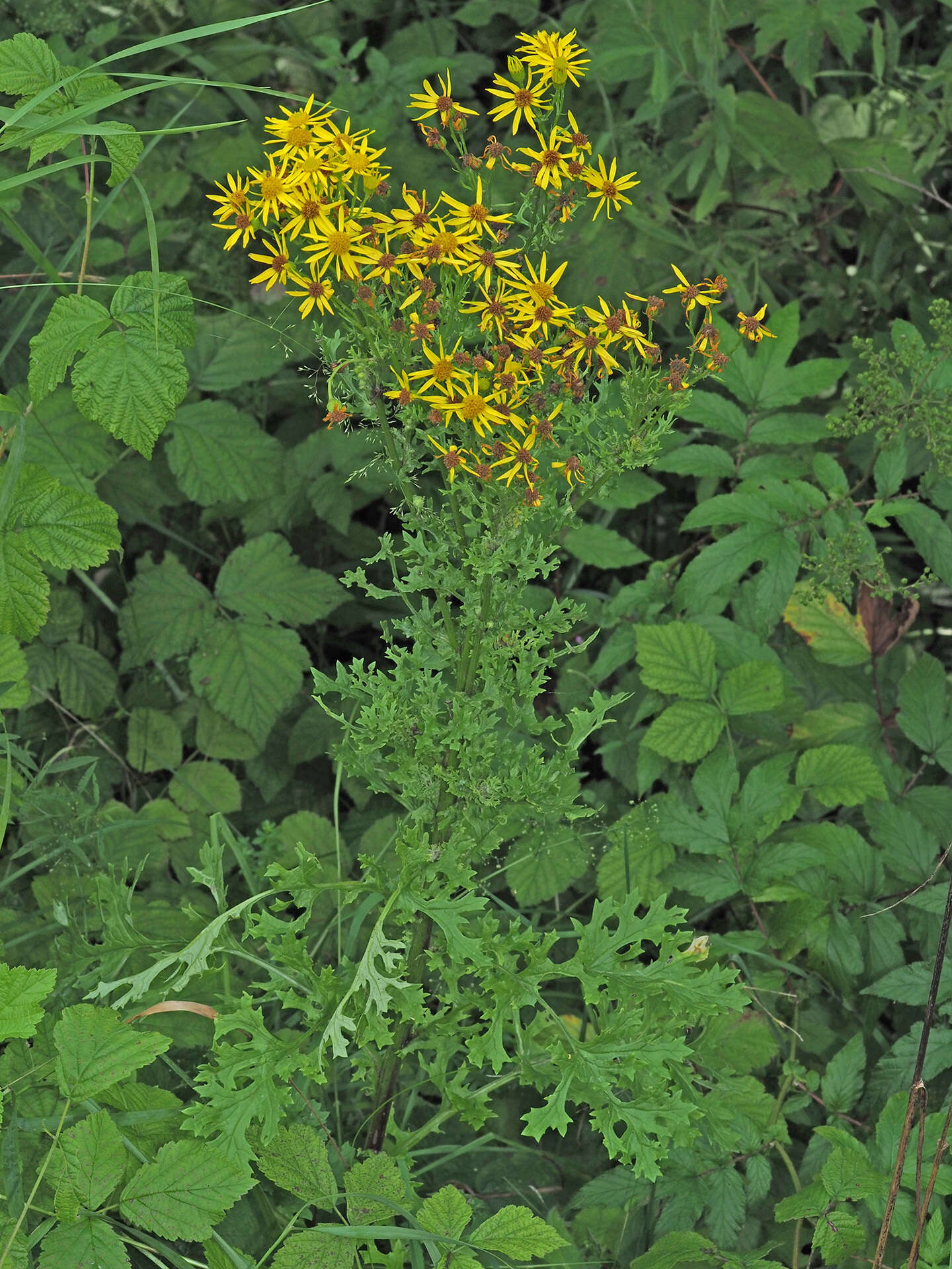 Image of Jacobaea vulgaris subsp. vulgaris