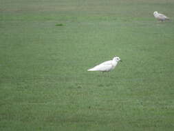 Image of Iceland Gull