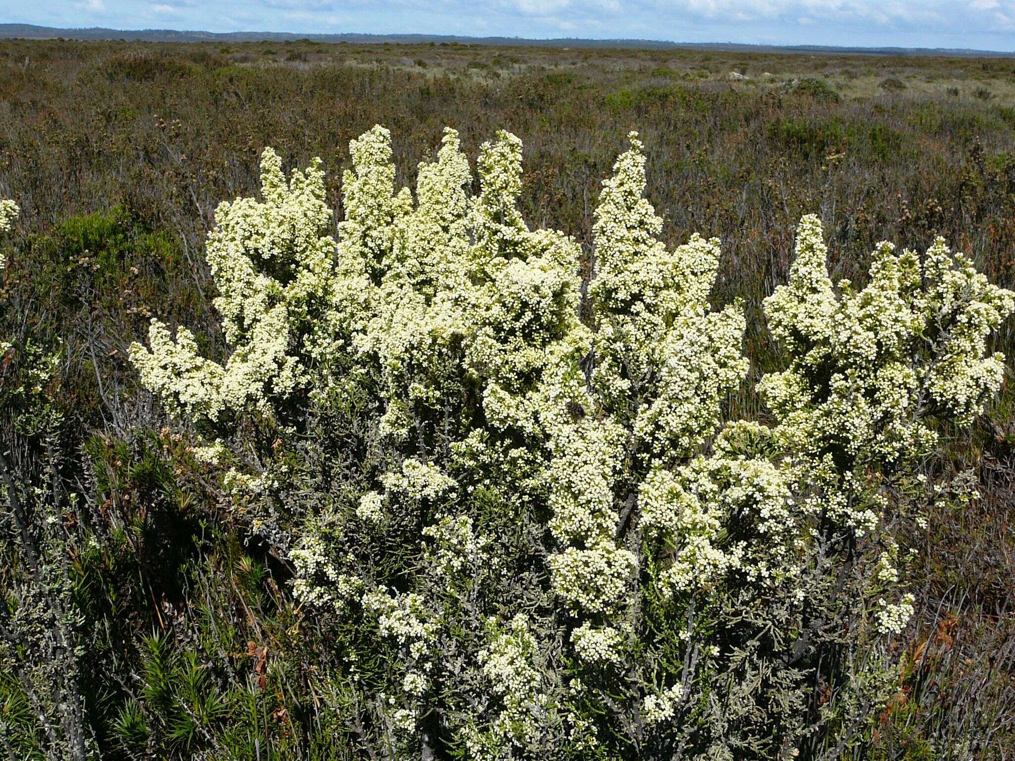 Image of Ozothamnus hookeri Sond.