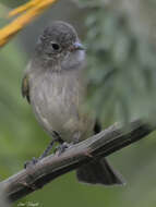 Image of Amazonian Scrub Flycatcher