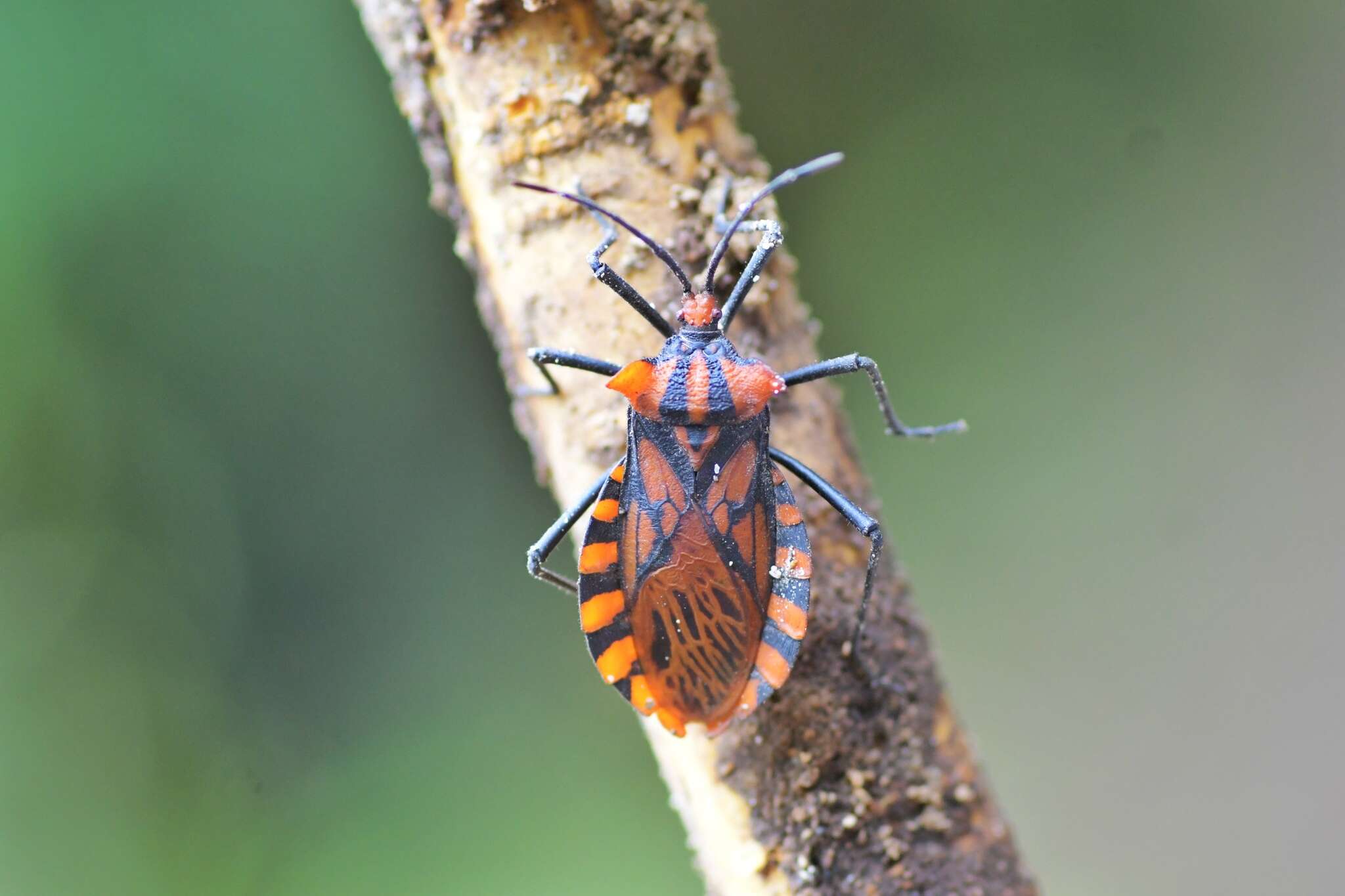 Image of Spartocera pantomima (Distant 1881)