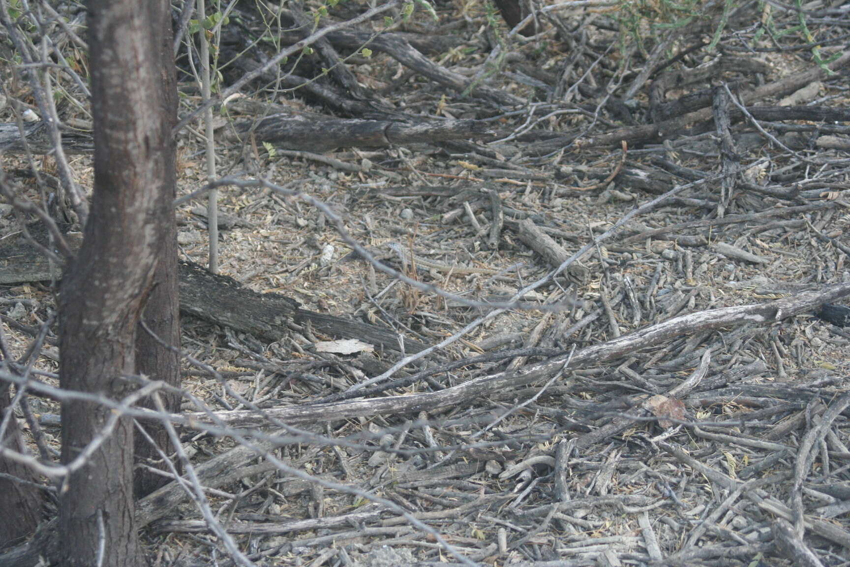 Image of Red-sided Curly-tailed Lizard