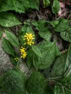 Plancia ëd Solidago albopilosa L. Braun