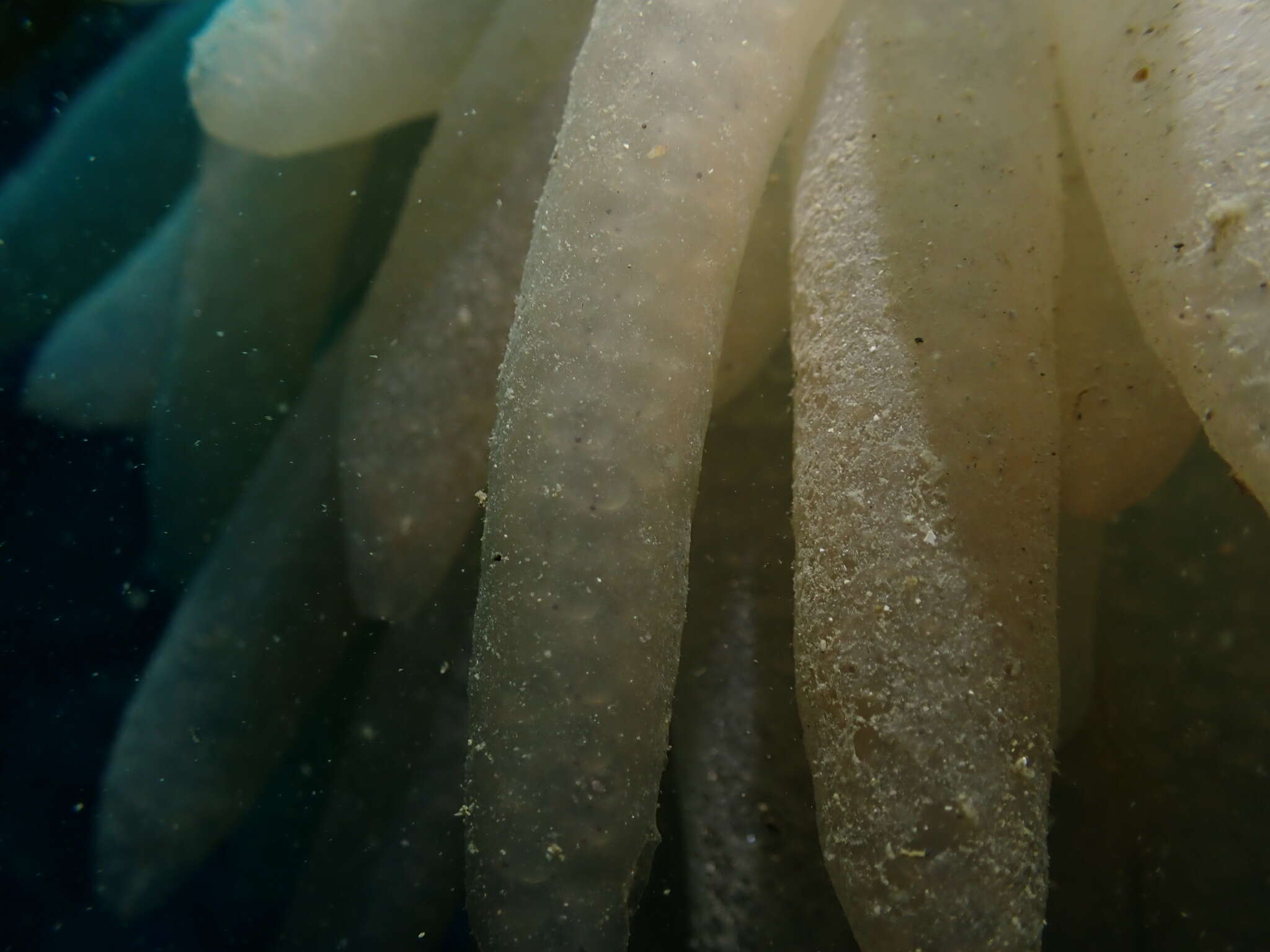 Image of Patagonian Longfin Squid