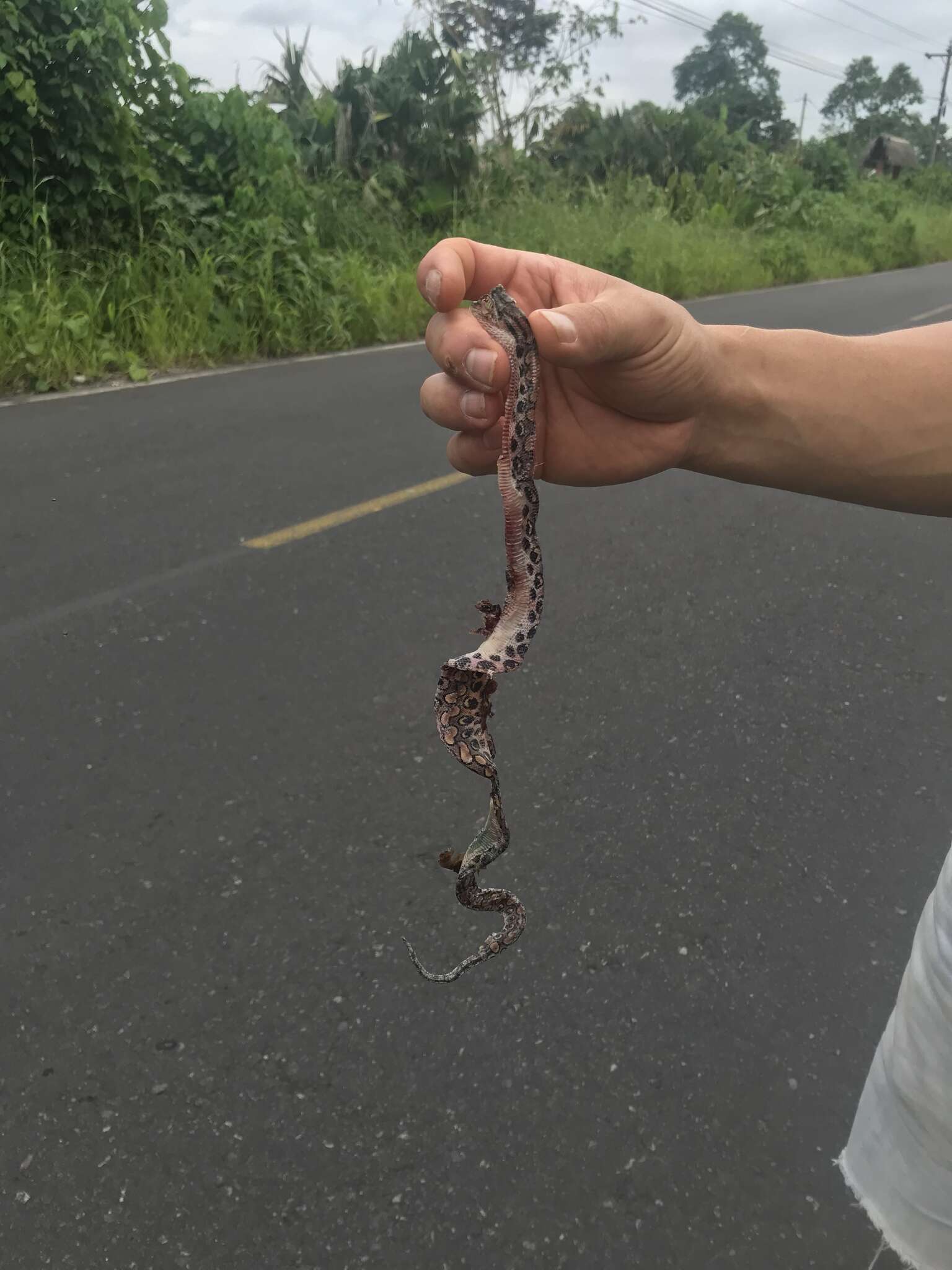 Image of Rainbow Boa