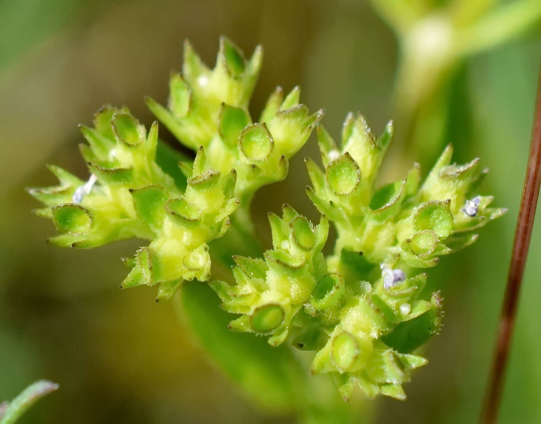 Image of Italian cornsalad