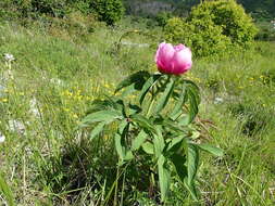 Image of Common Peony