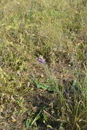 Image of Astragalus varius S. G. Gmelin