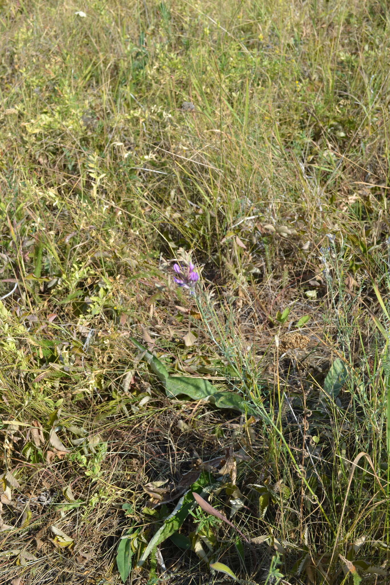 Image of Astragalus varius S. G. Gmelin