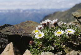 Image of Mex's fleabane