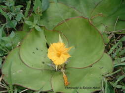 Image of Costus spectabilis (Fenzl) K. Schum.