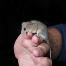 Image of Little Pygmy Possum