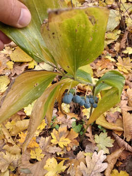 Sivun Polygonatum latifolium (Jacq.) Desf. kuva