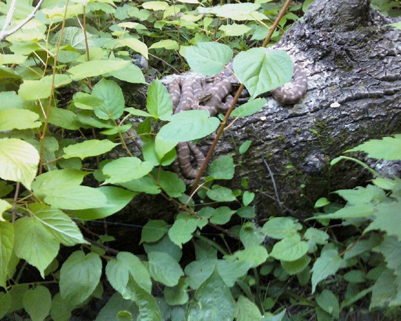 Image of Central Asian pitviper