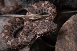 Image of Slender Hognose Viper