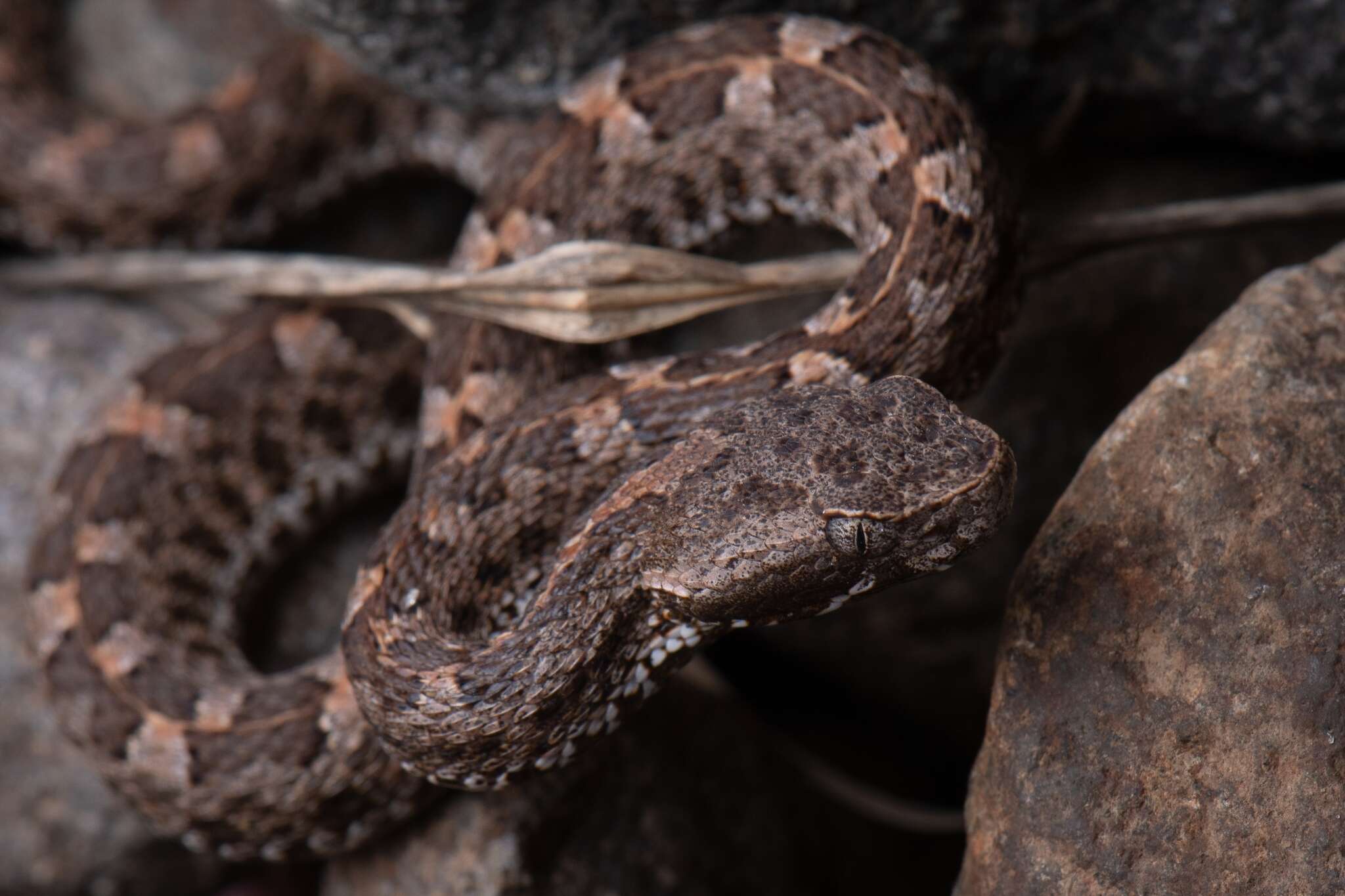 Image of Slender Hognose Viper