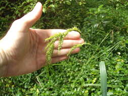 Image of gulf cockspur grass