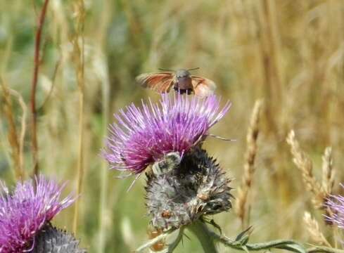 Image of humming-bird hawk moth