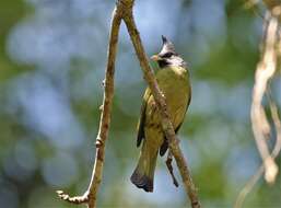 Image of Crested Finchbill