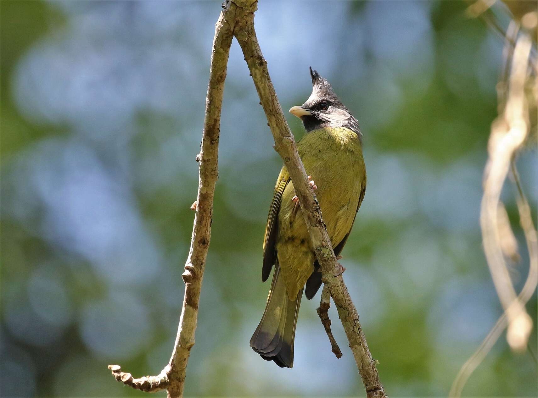 Image of Crested Finchbill