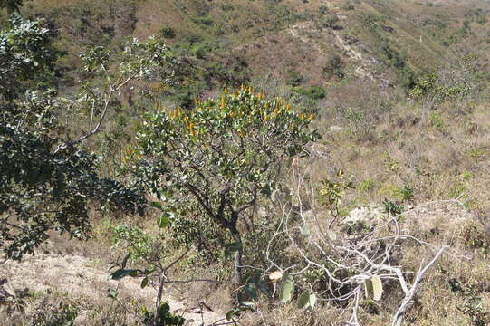 Image of Vochysia elliptica Mart.