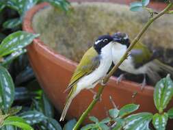 Image of White-throated Honeyeater