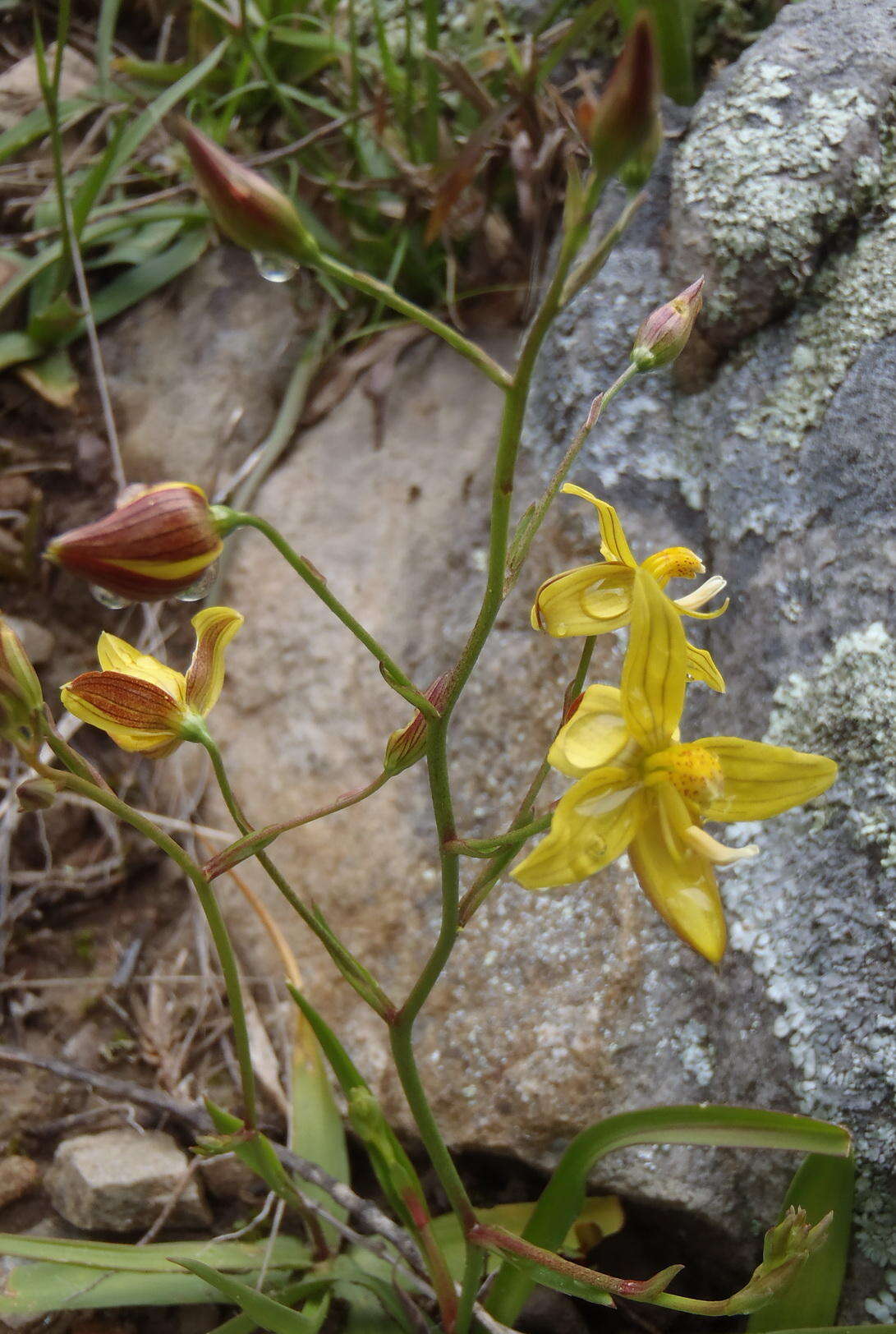 Sivun Cyanella lutea subsp. lutea kuva