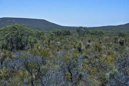 Image of Hemiphora bartlingii (Lehm.) B. J. Conn & Henwood