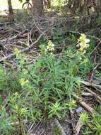 Image of sickletop lousewort