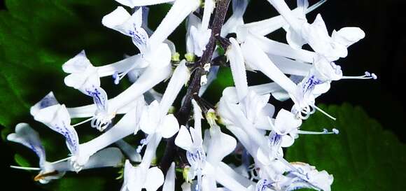 Image of Plectranthus zuluensis T. Cooke