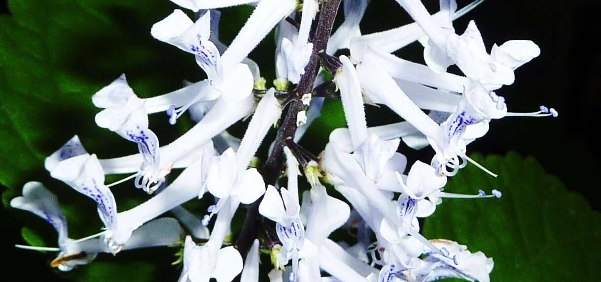 Слика од Plectranthus zuluensis T. Cooke