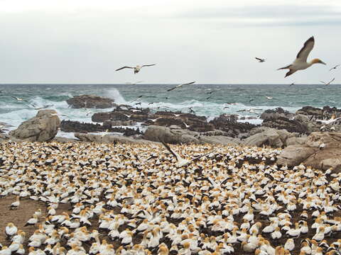 Image of Cape Gannet